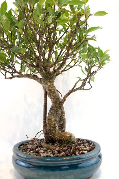 Tiger Bark Ficus 10" Pot - One of a Kind Bonsai