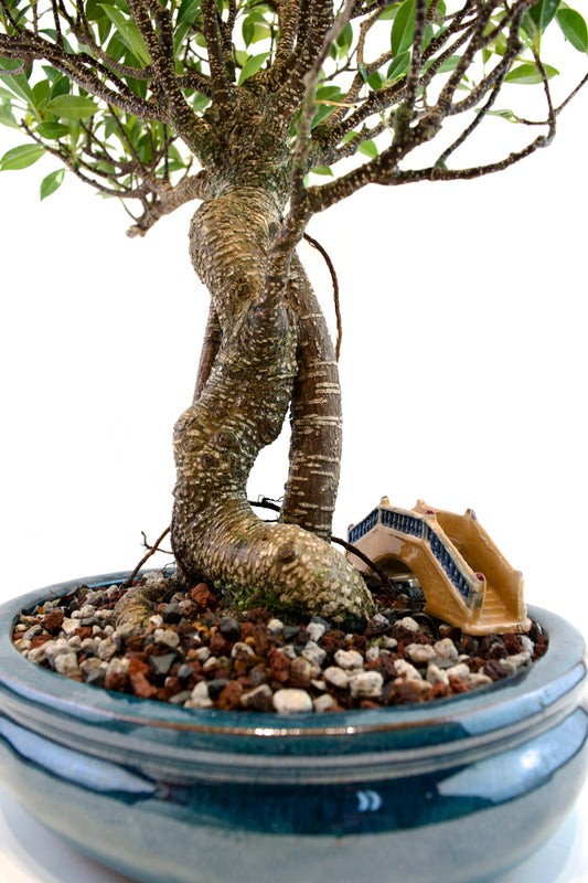 Tiger Bark Ficus 10" Pot - One of a Kind Bonsai