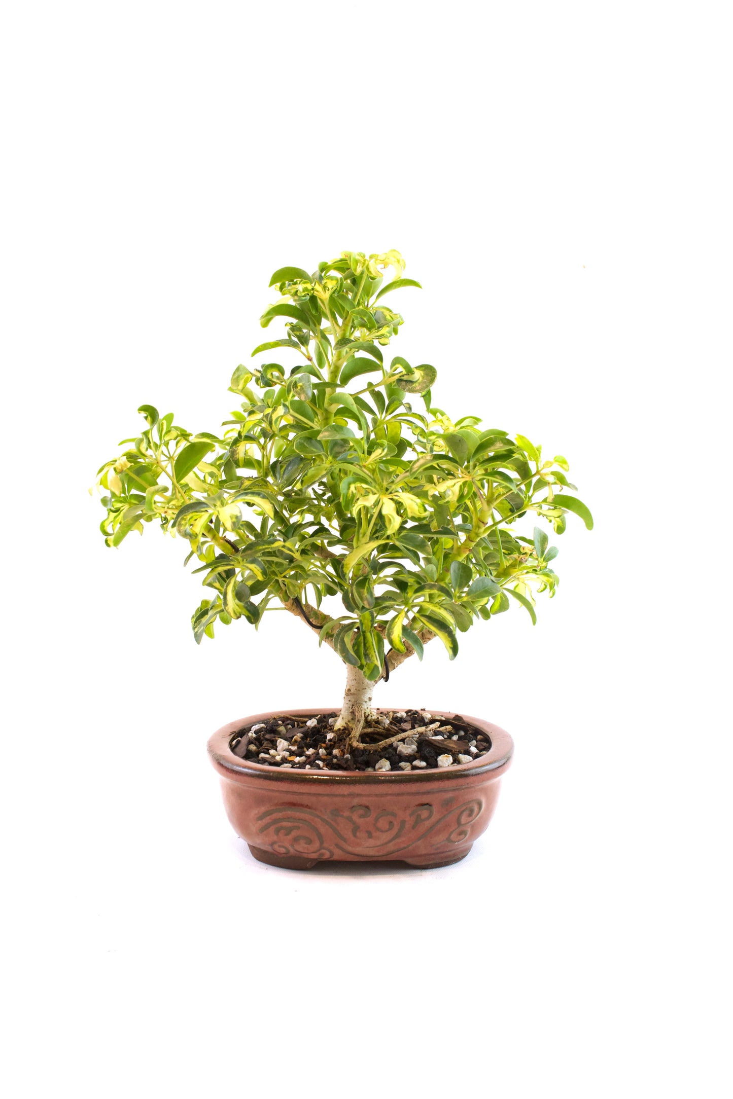 Dwarf Variegated Schefflera Bonsai Ceramic 7" Pot - One of a Kind Bonsai