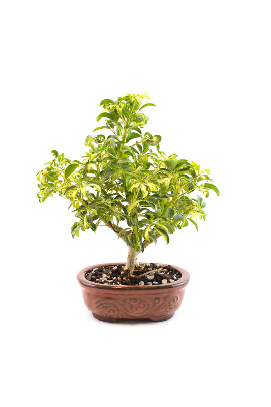 Dwarf Variegated Schefflera Bonsai Ceramic 7" Pot - One of a Kind Bonsai