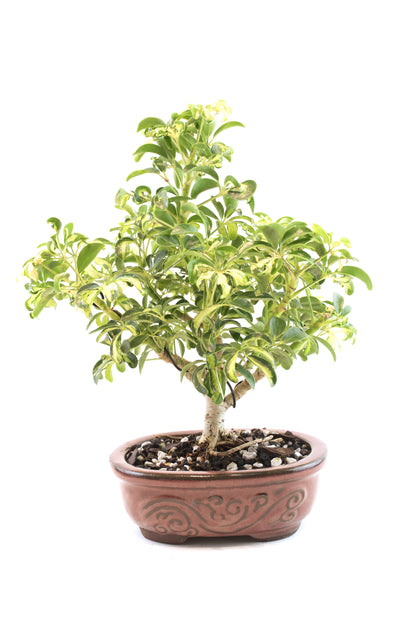 Dwarf Variegated Schefflera Bonsai Ceramic 7" Pot - One of a Kind Bonsai