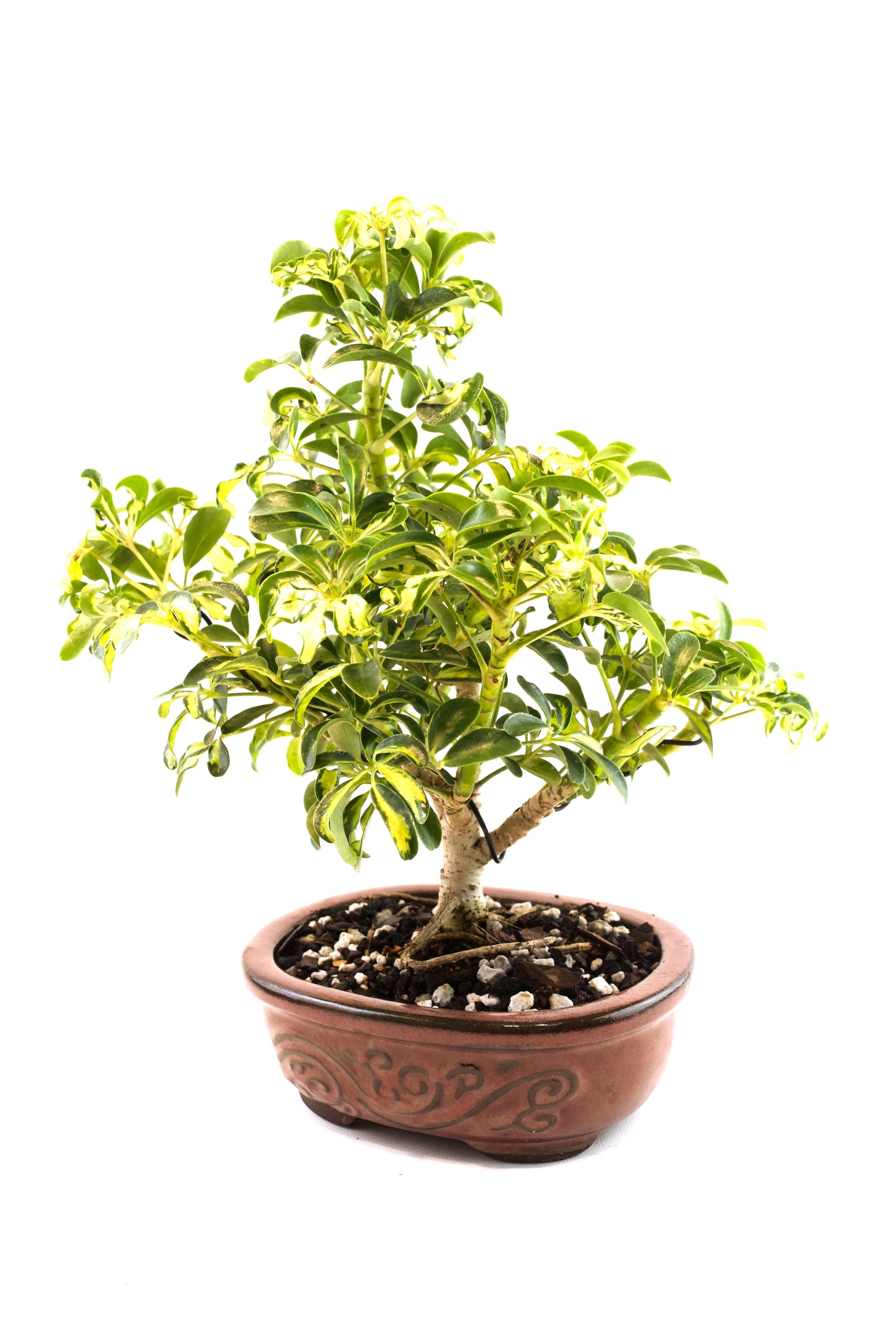 Dwarf Variegated Schefflera Bonsai Ceramic 7" Pot - One of a Kind Bonsai