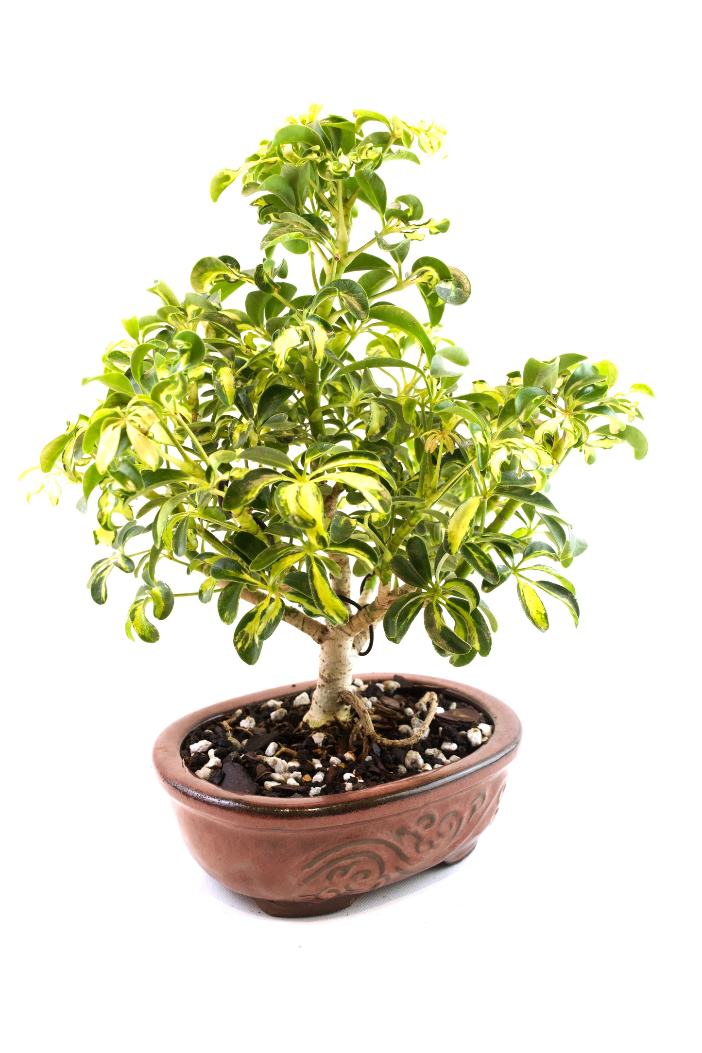 Dwarf Variegated Schefflera Bonsai Ceramic 7" Pot - One of a Kind Bonsai