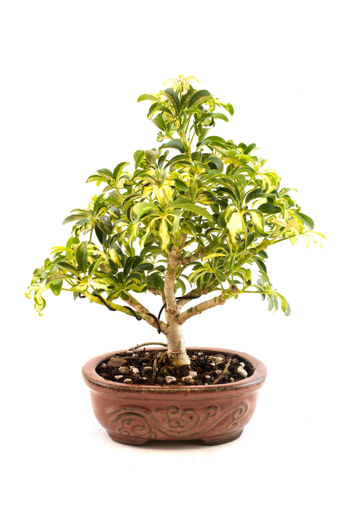 Dwarf Variegated Schefflera Bonsai Ceramic 7" Pot - One of a Kind Bonsai