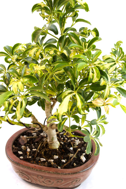 Dwarf Variegated Schefflera Bonsai Ceramic 7" Pot - One of a Kind Bonsai
