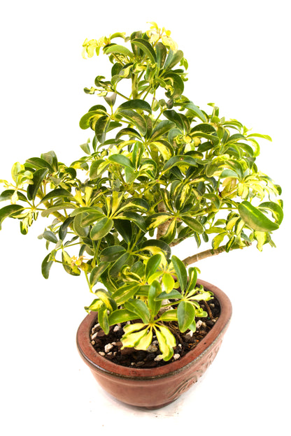 Dwarf Variegated Schefflera Bonsai Ceramic 7" Pot - One of a Kind Bonsai