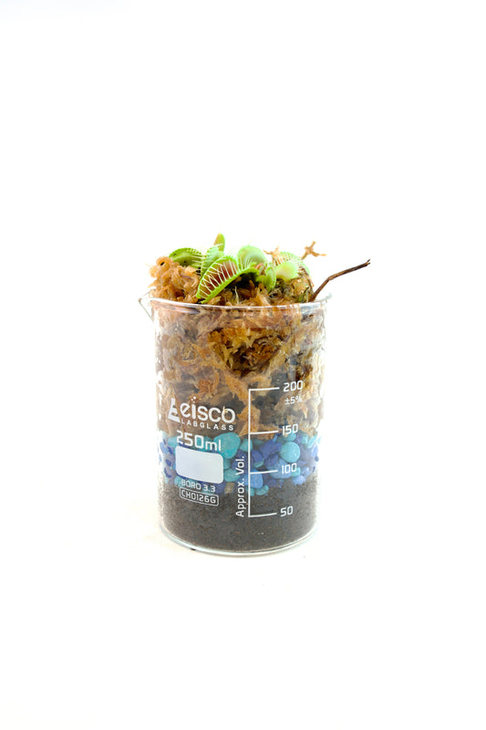Venus Fly Trap Plant in 250mL Beaker