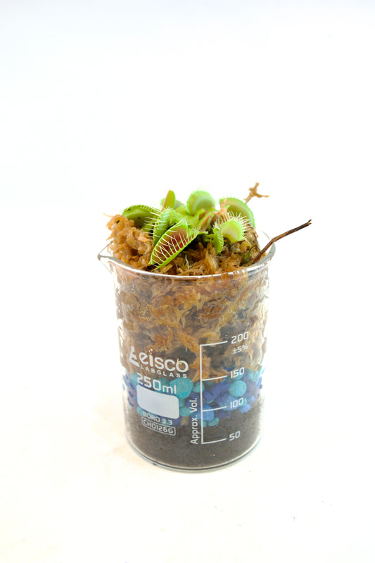 Venus Fly Trap Plant in 250mL Beaker