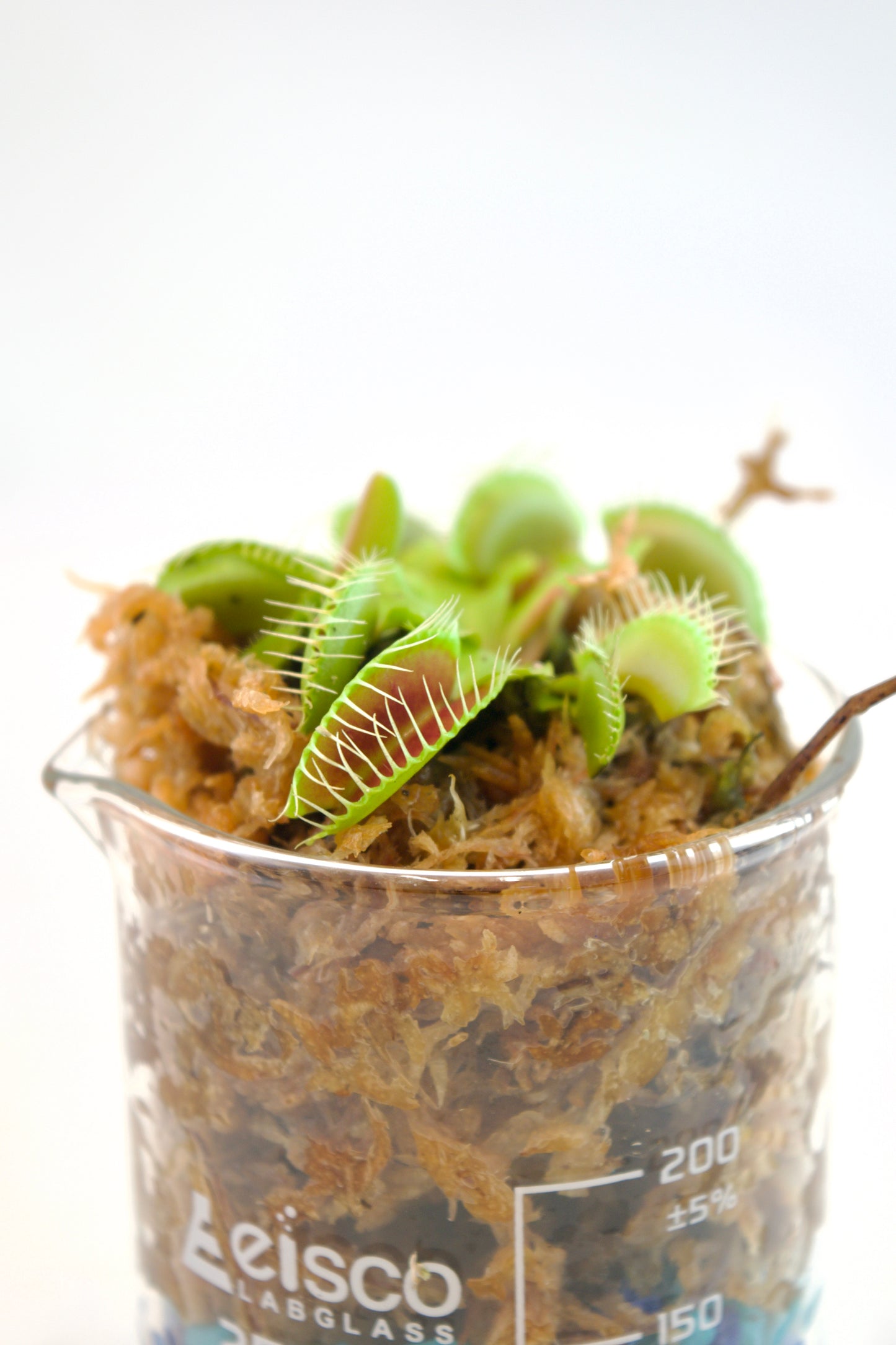 Venus Fly Trap Plant in 250mL Beaker