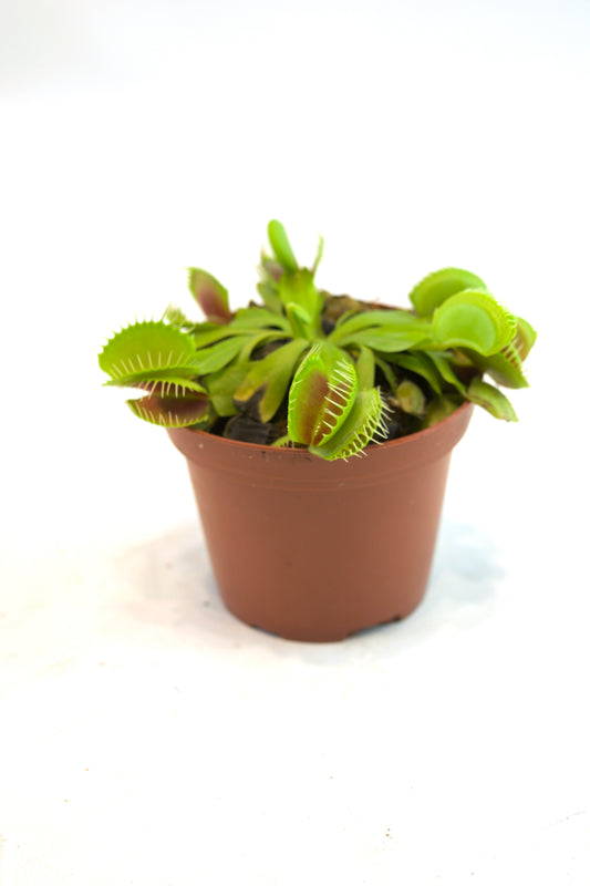Venus Flytrap in 4" Pot