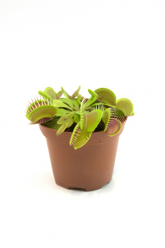 Venus Flytrap in 4" Pot