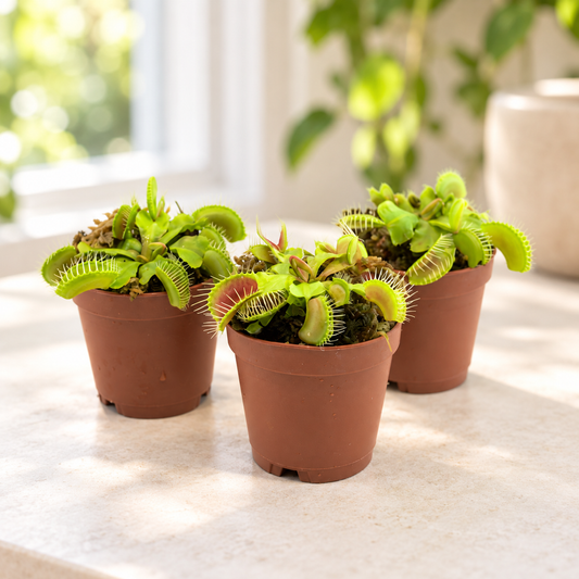 Venus Flytrap in 3" Pot