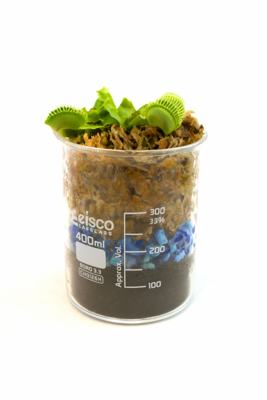 Clear container with soil and plants on a white background