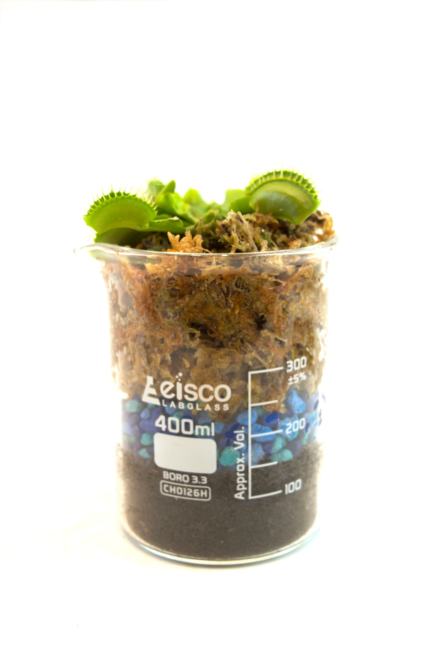 Clear container with soil and plants labeled 'Leisco' on a white background