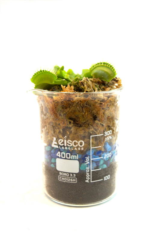 Clear container with soil and plants labeled 'Leisco' on a white background