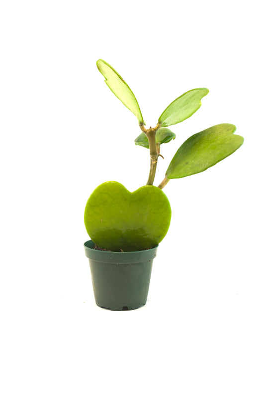 Vined Hoya Heart Kerri Succulent