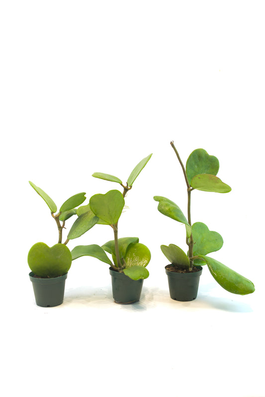 Vined Hoya Heart Kerri Succulent