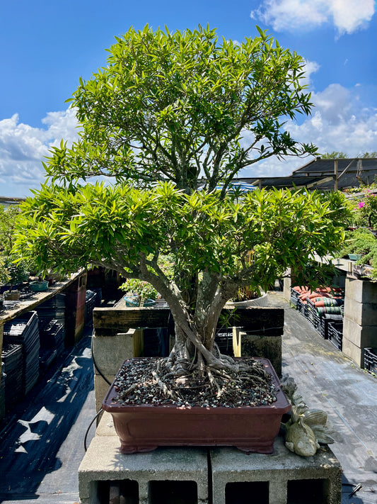 Willow Ficus Bonsai 35+ Years