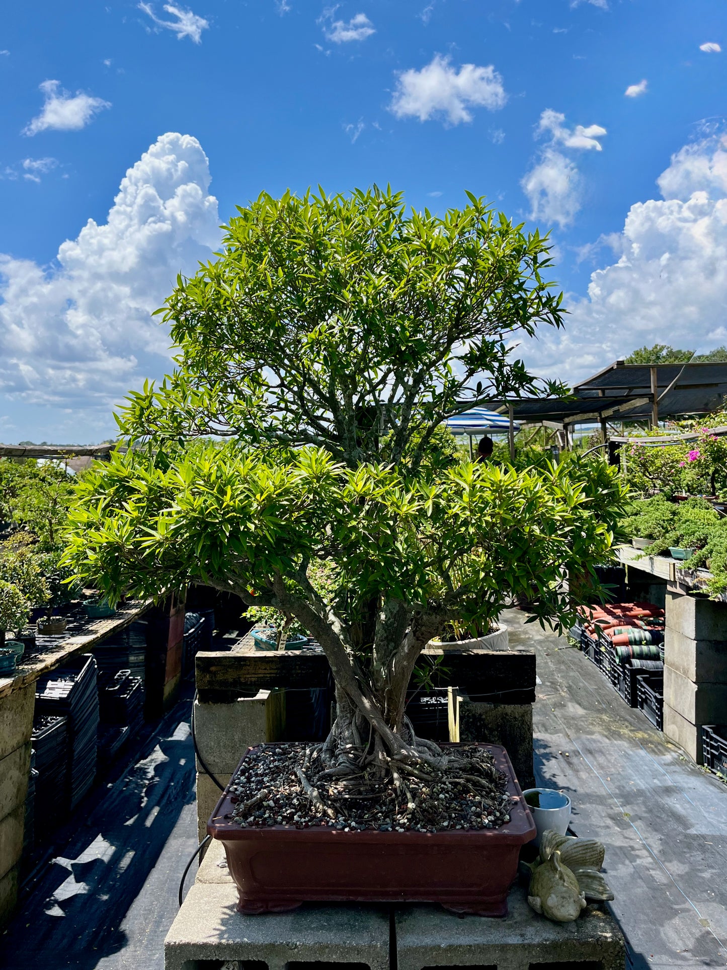 Willow Ficus Bonsai 35+ Years
