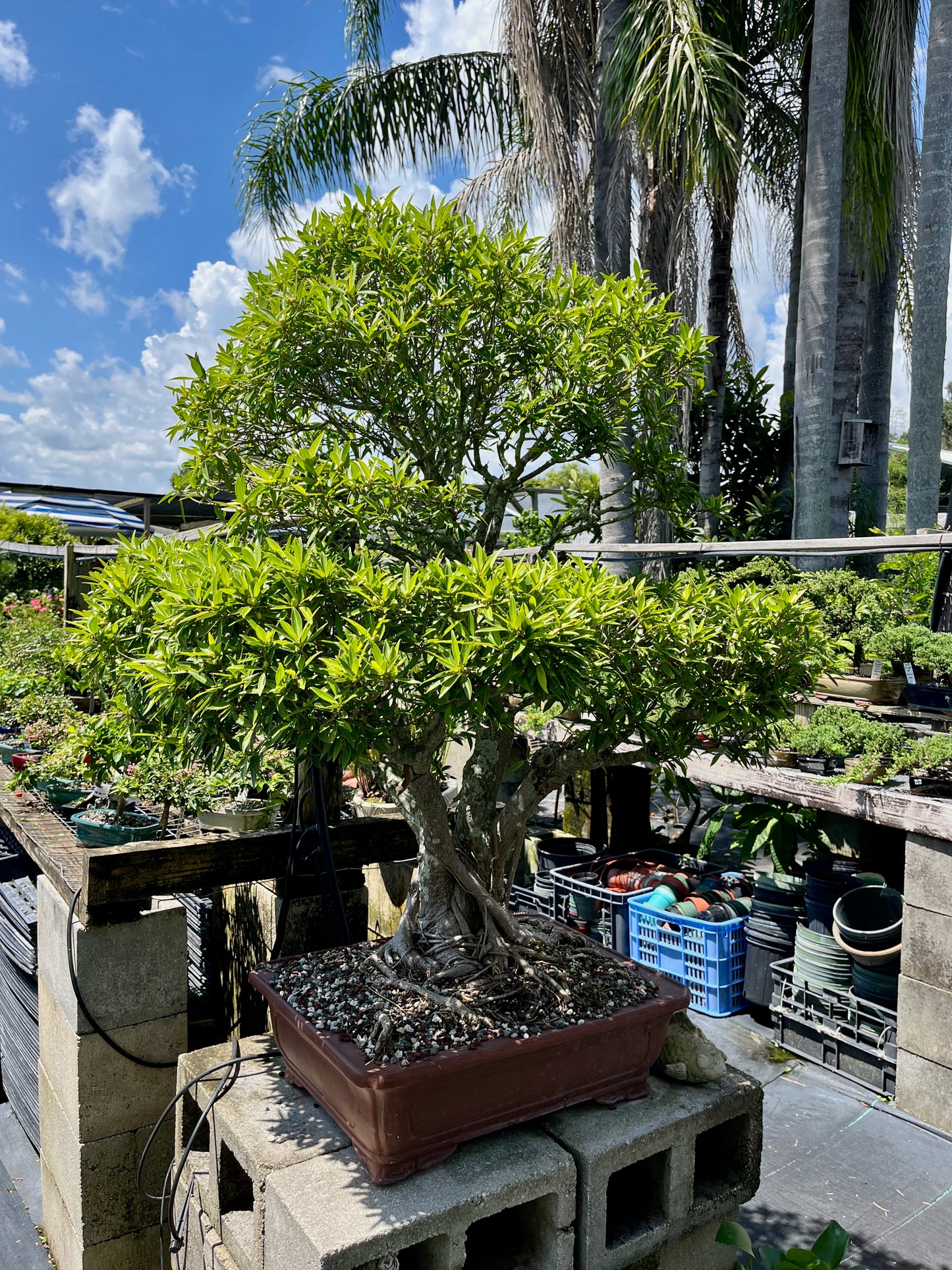 Willow Ficus Bonsai 35+ Years