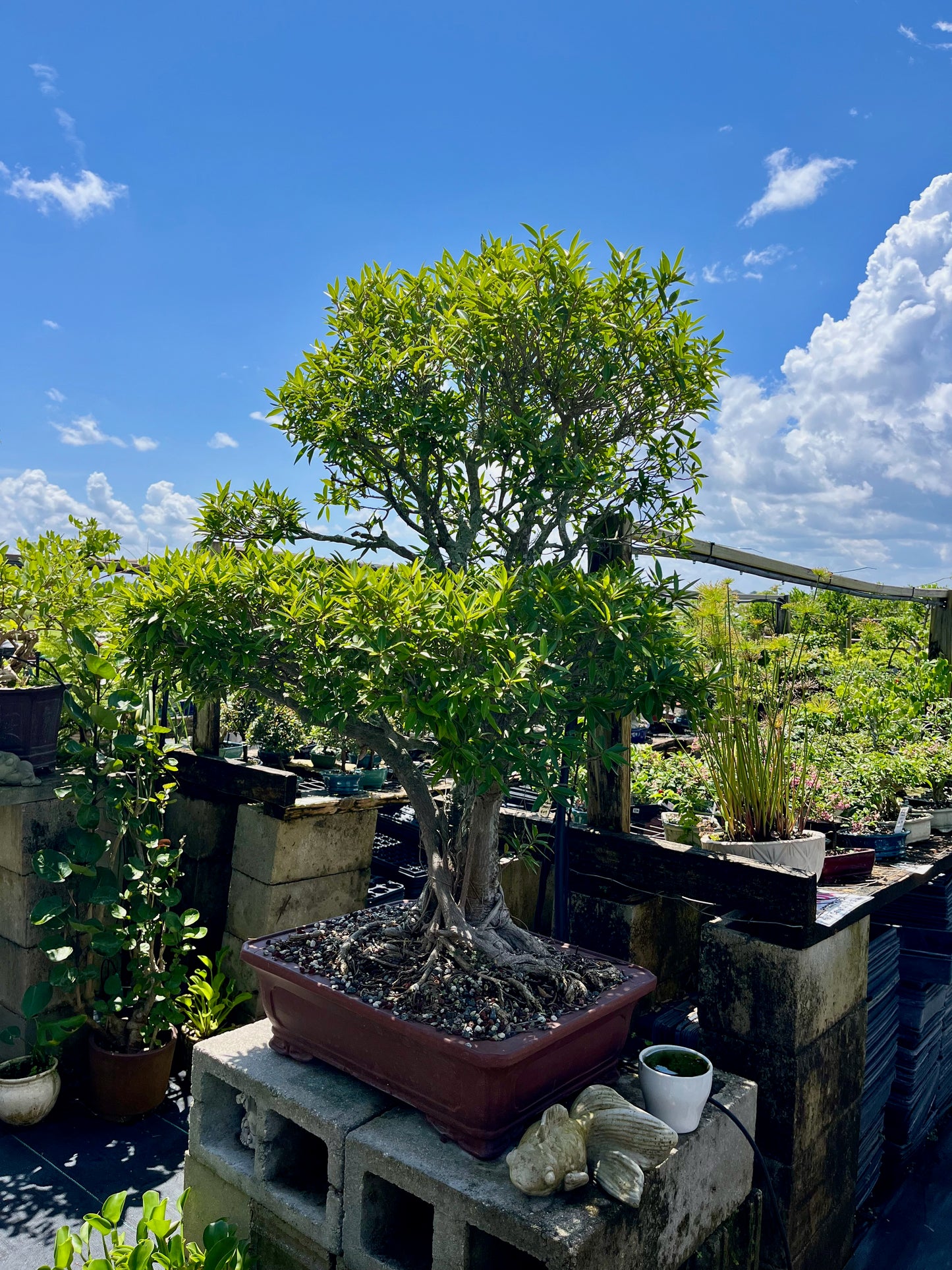 Willow Ficus Bonsai 35+ Years