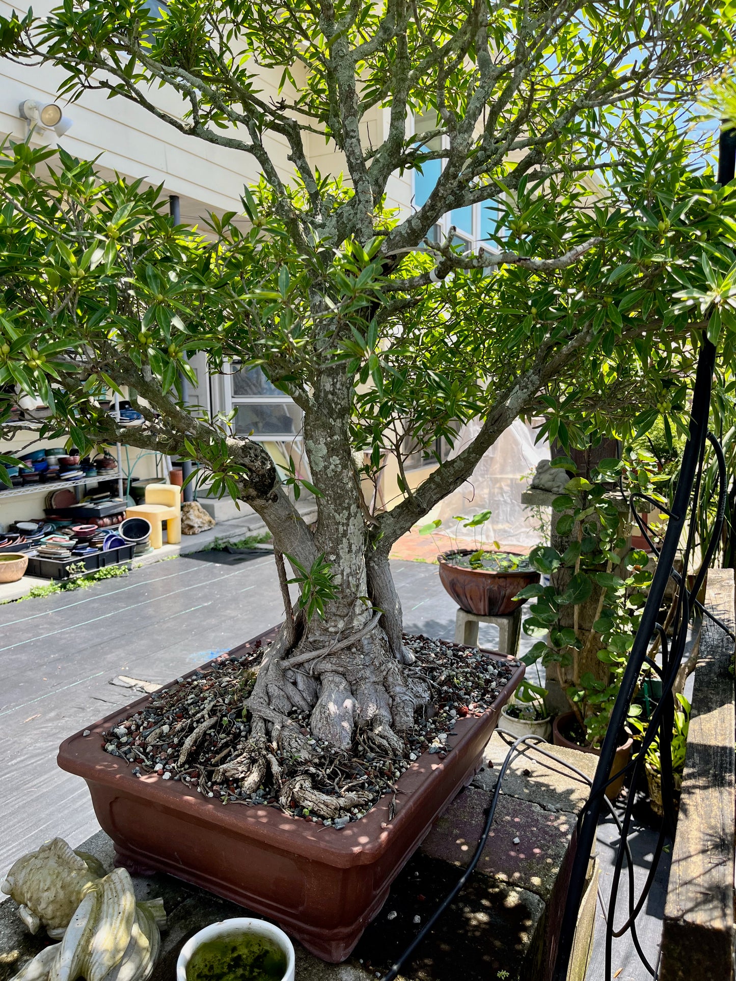 Willow Ficus Bonsai 35+ Years