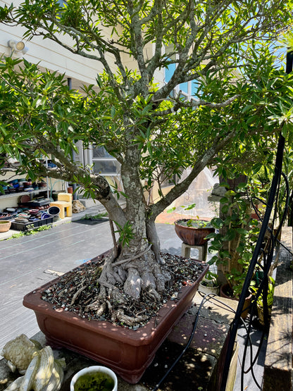 Willow Ficus Bonsai 35+ Years