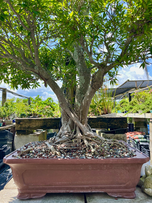Willow Ficus Bonsai 35+ Years
