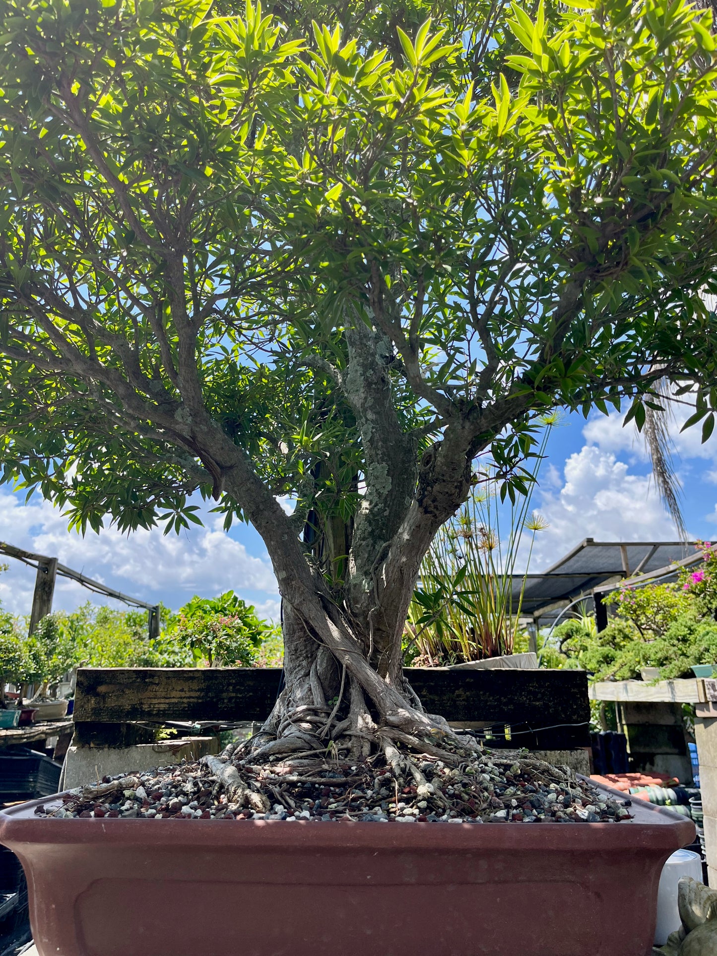 Willow Ficus Bonsai 35+ Years