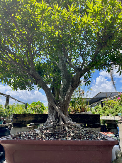 Willow Ficus Bonsai 35+ Years