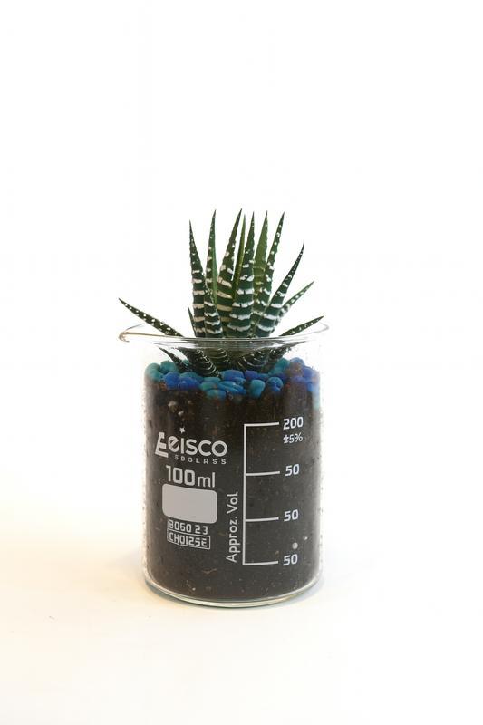 Leisco beaker with a plant and blue pebbles on a white background