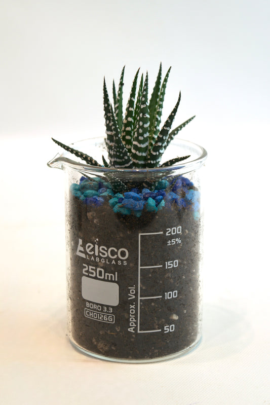 Cactus plant in a Leisco beaker on a white background
