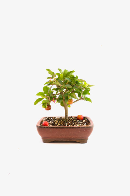 Acerola Cherry Bonsai Ceramic 8" Pot - One of a Kind Bonsai