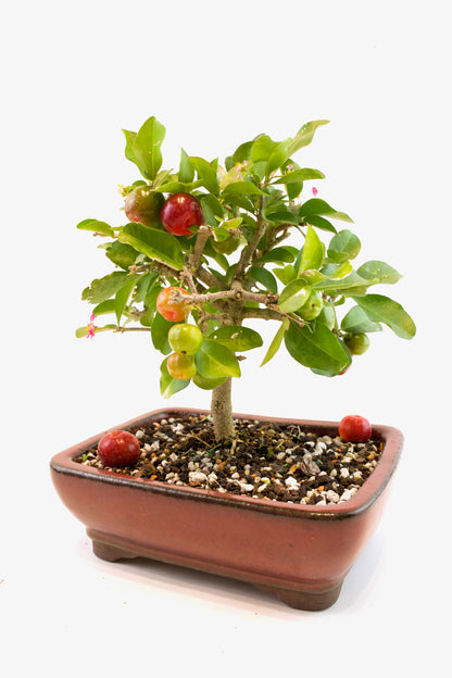 Acerola Cherry Bonsai Ceramic 8" Pot - One of a Kind Bonsai