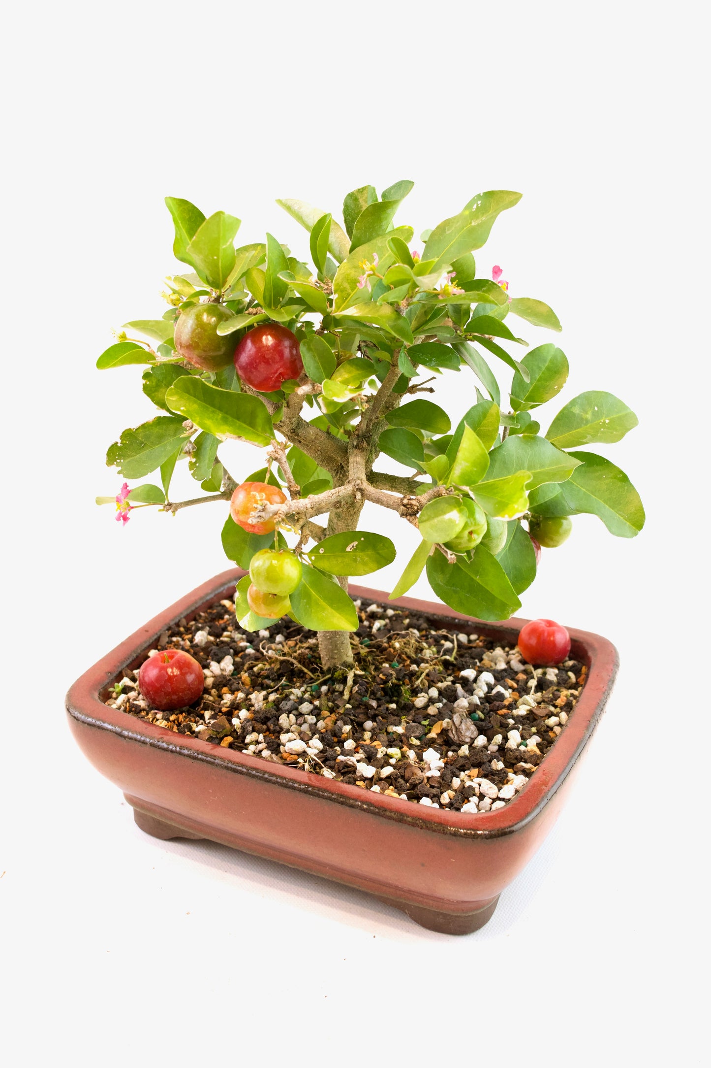 Acerola Cherry Bonsai Ceramic 8" Pot - One of a Kind Bonsai