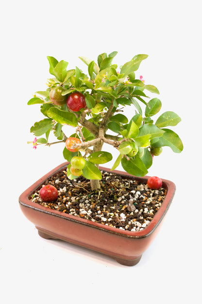 Acerola Cherry Bonsai Ceramic 8" Pot - One of a Kind Bonsai