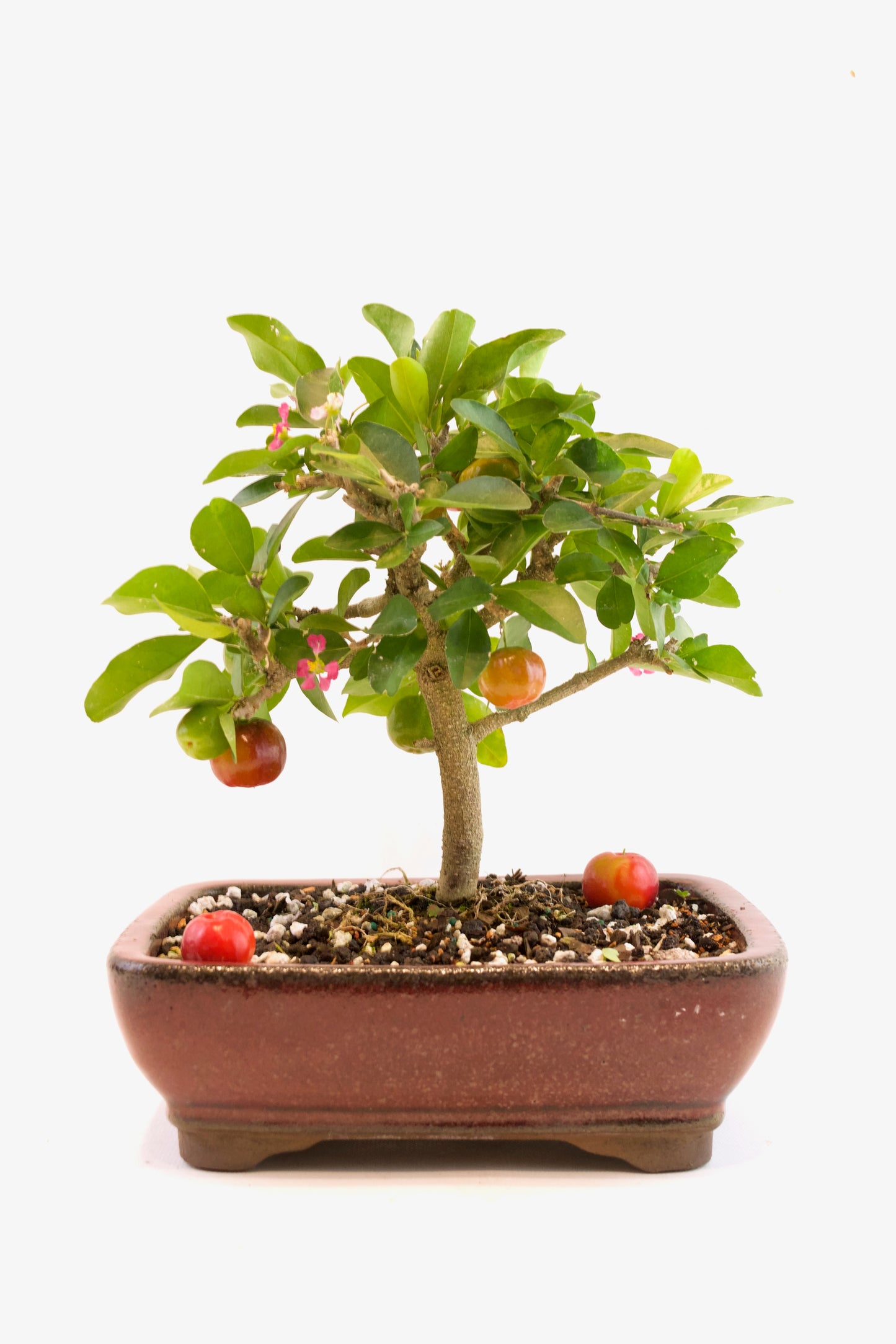 Acerola Cherry Bonsai Ceramic 8" Pot - One of a Kind Bonsai