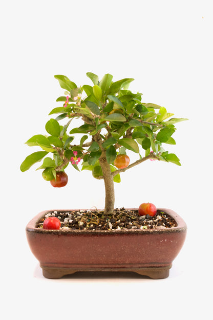 Acerola Cherry Bonsai Ceramic 8" Pot - One of a Kind Bonsai