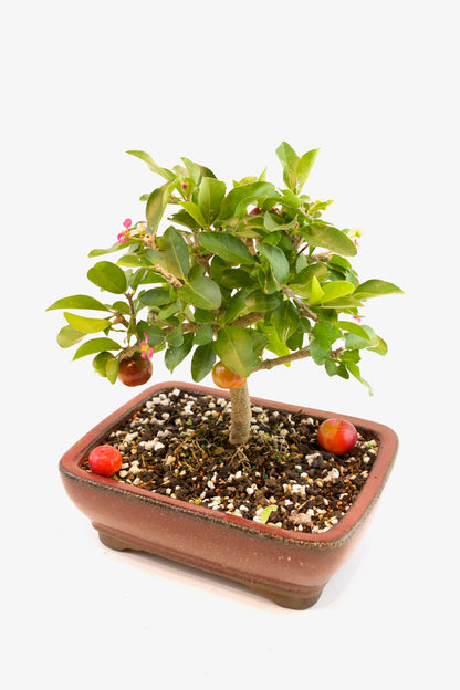 Acerola Cherry Bonsai Ceramic 8" Pot - One of a Kind Bonsai