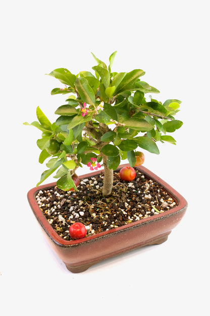 Acerola Cherry Bonsai Ceramic 8" Pot - One of a Kind Bonsai