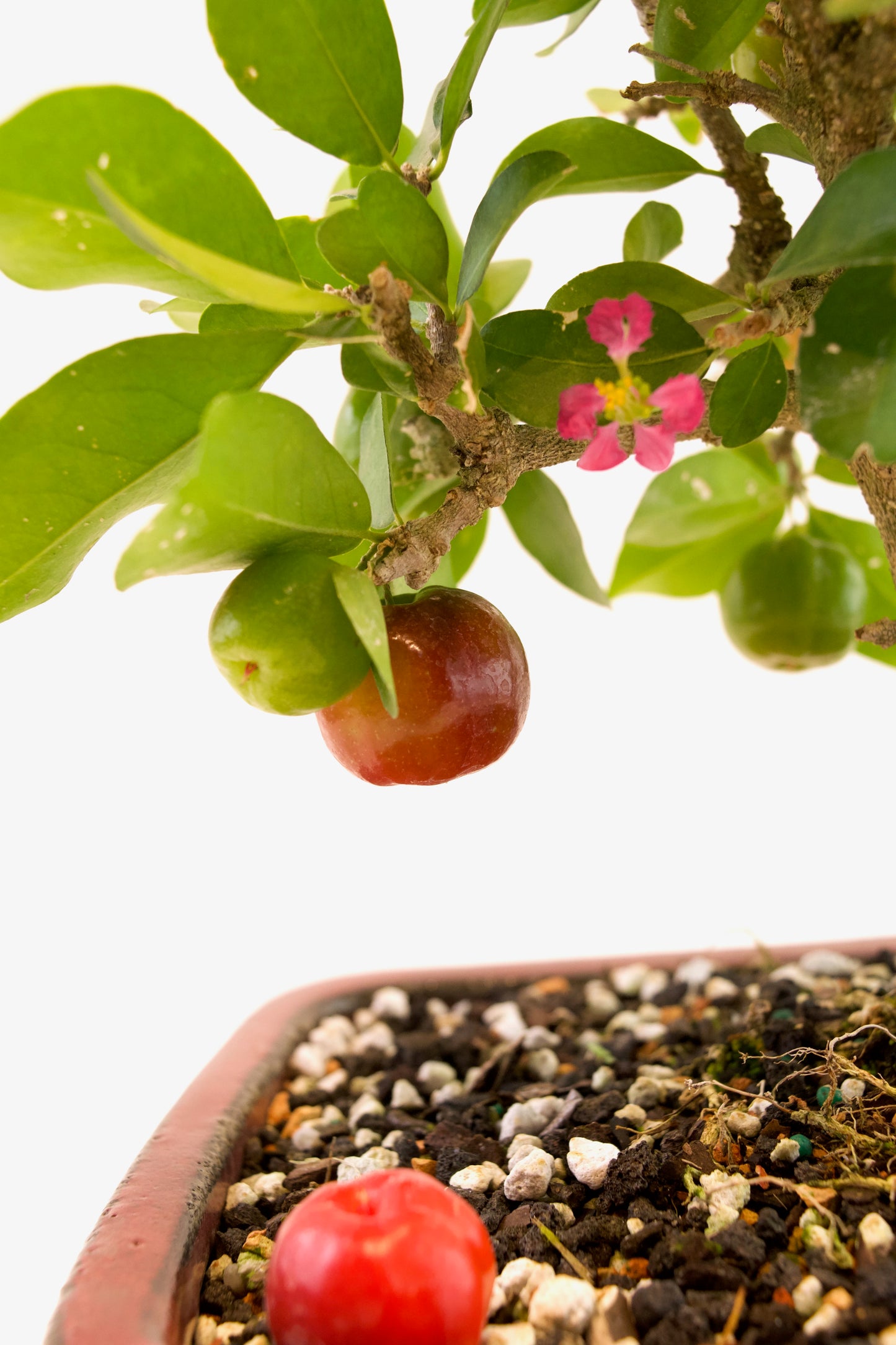 Acerola Cherry Bonsai Ceramic 8" Pot - One of a Kind Bonsai
