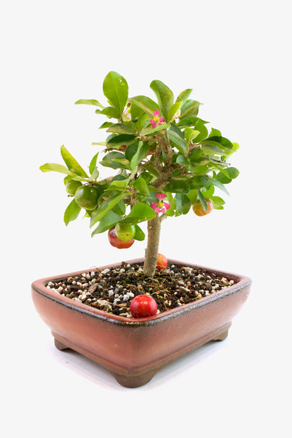 Acerola Cherry Bonsai Ceramic 8" Pot - One of a Kind Bonsai