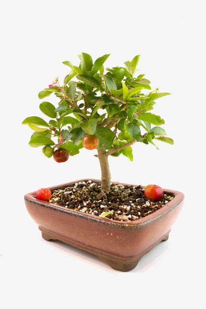 Acerola Cherry Bonsai Ceramic 8" Pot - One of a Kind Bonsai