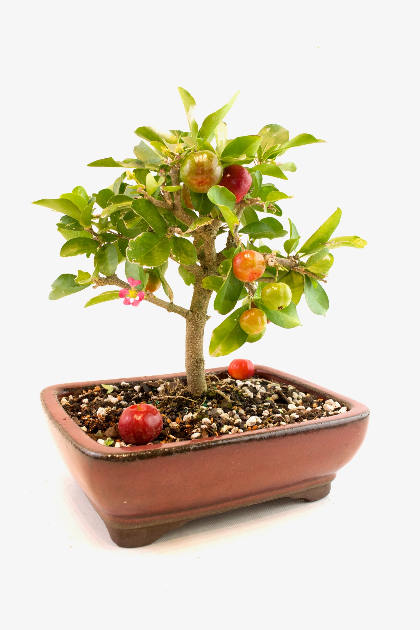 Acerola Cherry Bonsai Ceramic 8" Pot - One of a Kind Bonsai