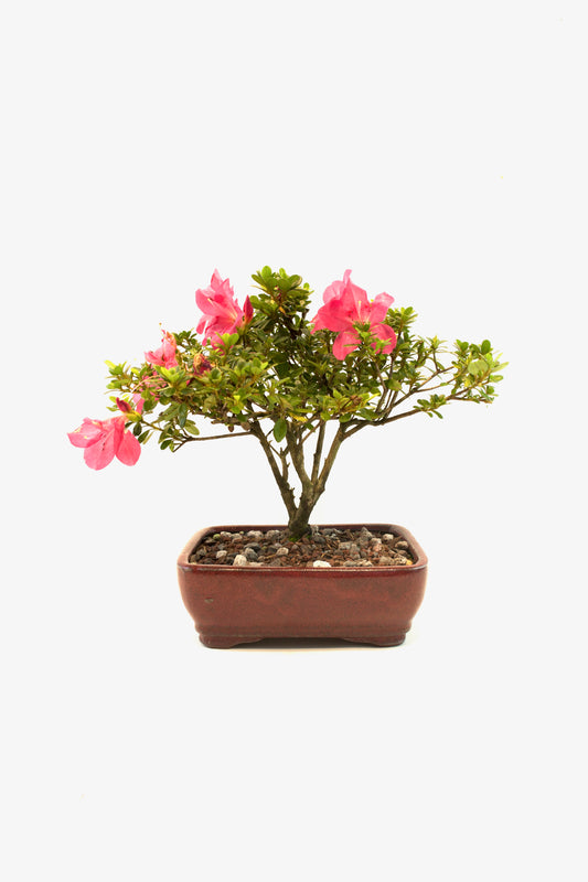 Chinzan AzaleaBonsai Ceramic 7" Pot - One of a Kind Bonsai