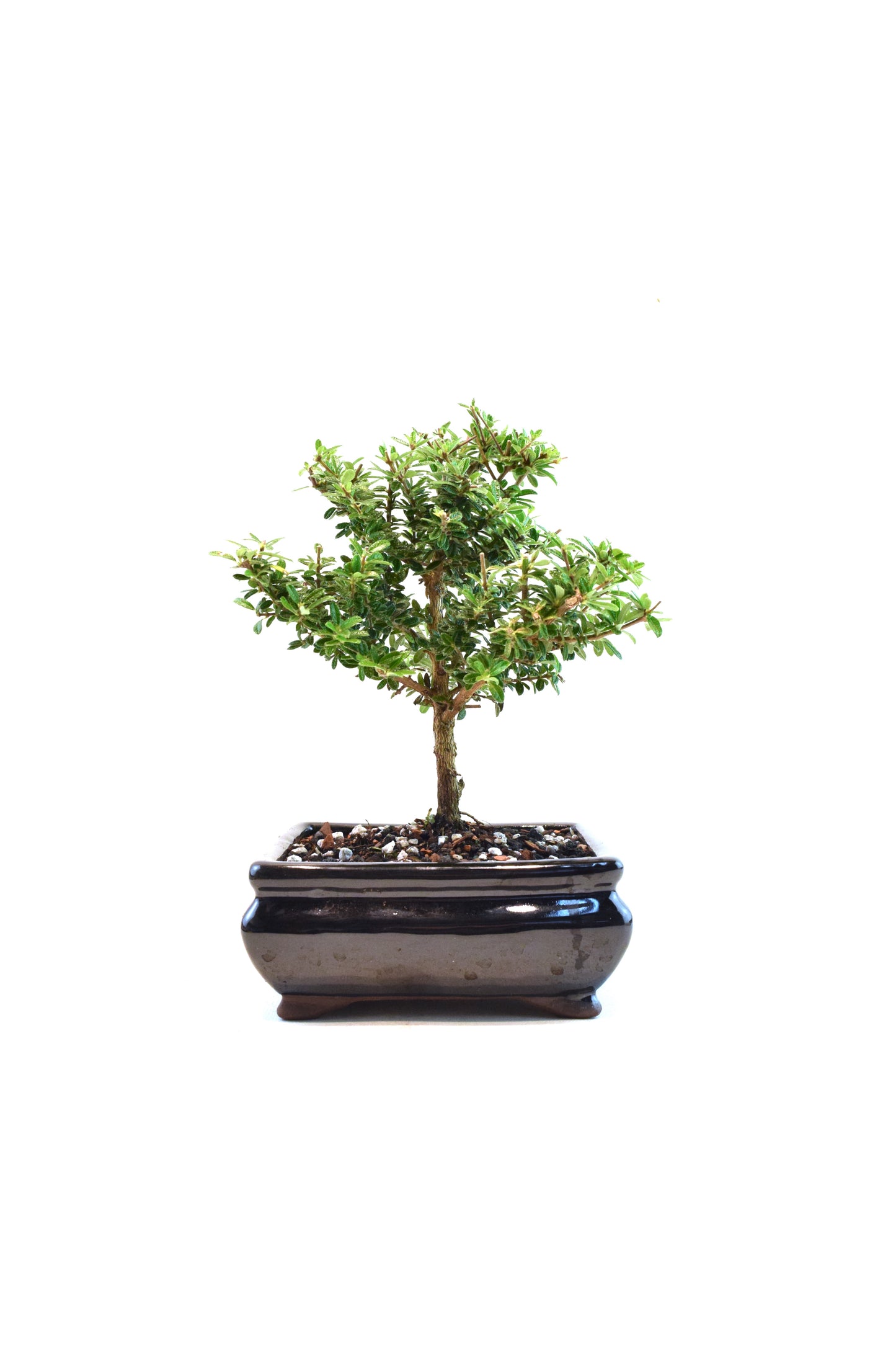 Rare Bahama Berry Bonsai Tree in 6" Ceramic Pot - One of a Kind Bonsai
