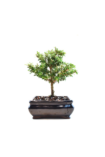 Rare Bahama Berry Bonsai Tree in 6" Ceramic Pot - One of a Kind Bonsai