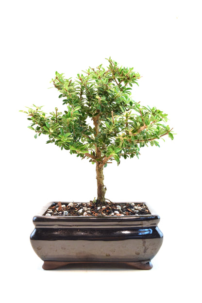 Rare Bahama Berry Bonsai Tree in 6" Ceramic Pot - One of a Kind Bonsai
