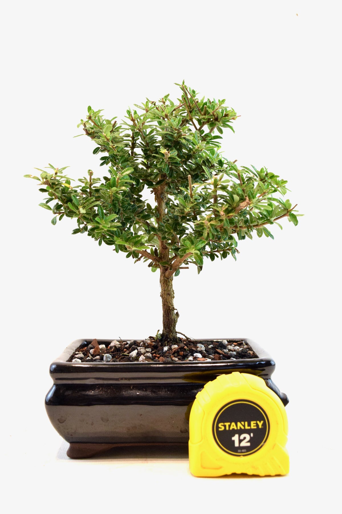Rare Bahama Berry Bonsai Tree in 6" Ceramic Pot - One of a Kind Bonsai