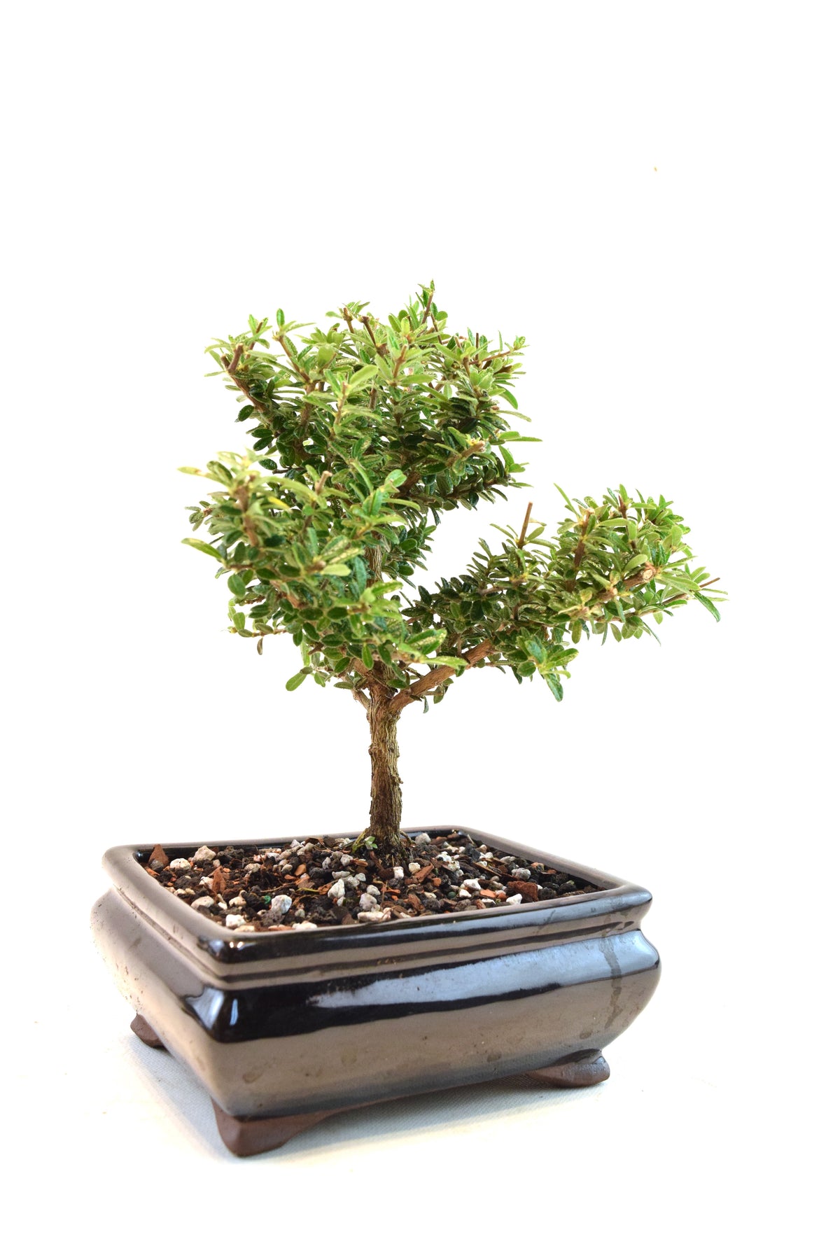 Rare Bahama Berry Bonsai Tree in 6" Ceramic Pot - One of a Kind Bonsai